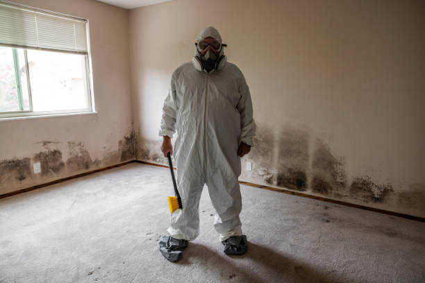 Best Mold Damage Restoration  in French Island, WI
